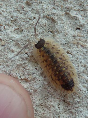 Réf. 206 378 : Porcellio spinicornis